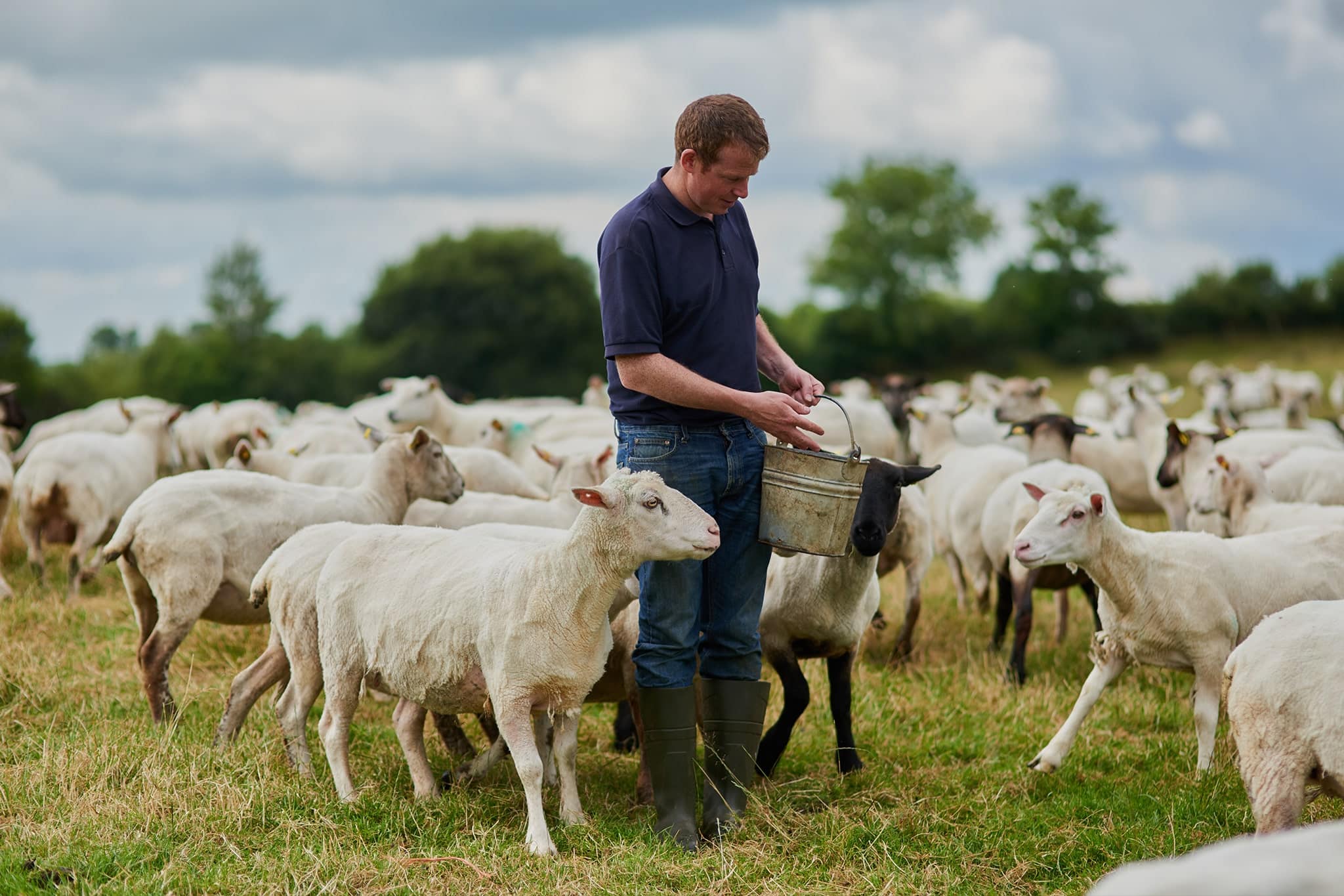 Feed for Sheep