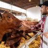 Cattle Feed Alberta