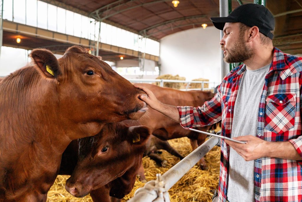 Cattle Feed Alberta