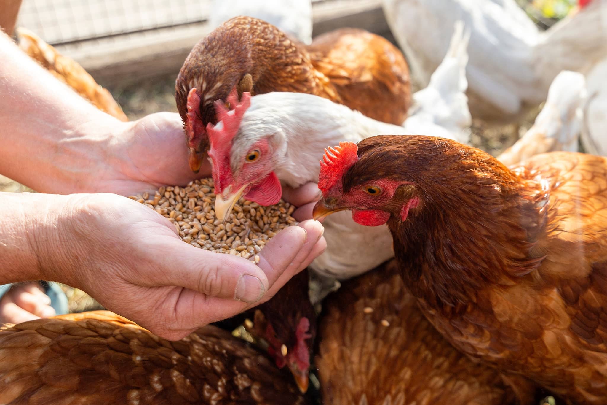 Chicken Feed Alberta
