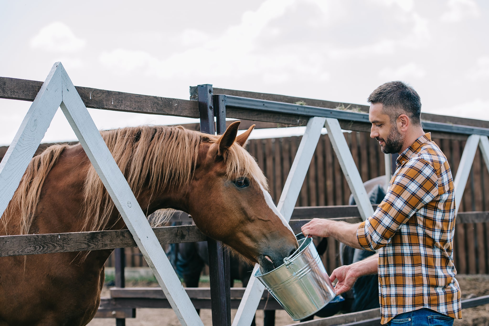 Alberta Horse Feed